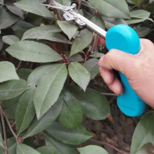 plant trim horticulture hand pruner cut main 5
